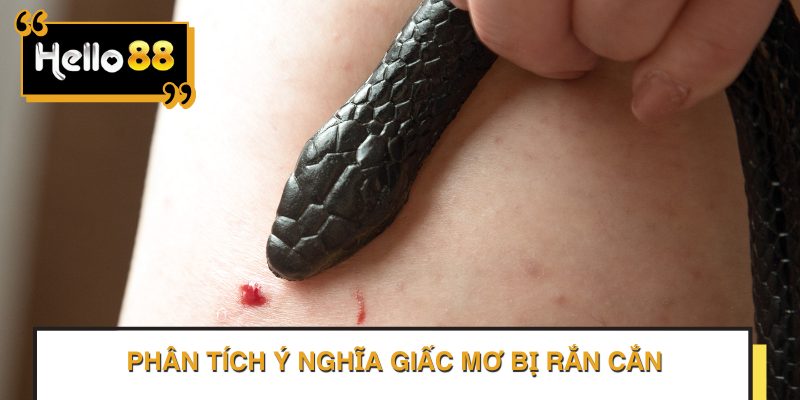 Ý nghĩa giấc mơ bị rắn cắn rất đa dạng và phức tạp.