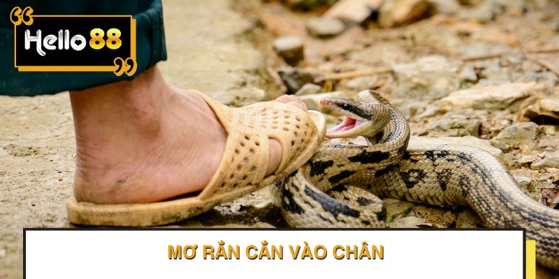 Mơ bị rắn cắn vào chân thì đánh con gì?